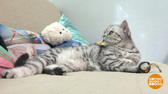 Зверюшки: сплошное «ми-ми-ми». Доброе утро. Фрагмент выпуска от 04.10.2017