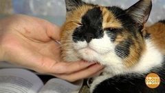 Мурка с чипом. Доброе утро. Фрагмент выпуска от 16.11.2017