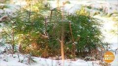 «Зеленый остров кедров». Доброе утро. Фрагмент выпуска от 28.02.2018