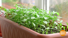 Посадил дед репку. А вырос — чертополох? Доброе утро. Фрагмент выпуска от 20.03.2018