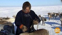 Из жизни оленеводов. Доброе утро. Фрагмент выпуска от 14.05.2018