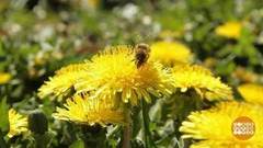 Сезон одуванчиков. Доброе утро. Фрагмент выпуска от 15.05.2018