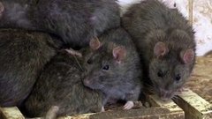 Крысы против людей. Доброе утро. Фрагмент выпуска от 23.10.2015