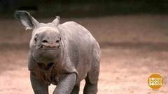 В мире. Редкий носорожек. Доброе утро. Фрагмент выпуска от 01.06.2018