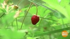 Земляника поспела! Доброе утро. Фрагмент выпуска от 21.06.2018