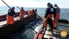 Камчатская путина: идем на рекорд! Доброе утро. Фрагмент выпуска от 04.07.2018