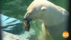 Мороженое для мишек. Доброе утро. Фрагмент выпуска от 17.07.2018