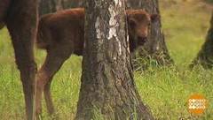 Зубренок Мекроха и другие. Доброе утро. Фрагмент выпуска от 19.07.2018