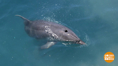 Дельфины знают нас в лицо! Доброе утро. Фрагмент выпуска от 23.07.2018