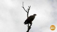 Зачем орланам маячки? Доброе утро. Фрагмент выпуска от 26.07.2018