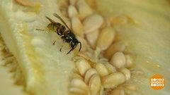 Осиный месяц. Доброе утро. Фрагмент выпуска от 02.08.2018