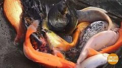 Урал — рыбное место! Доброе утро. Фрагмент выпуска от 13.11.2018