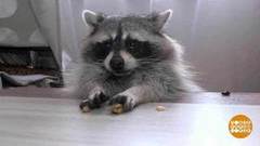 Откройте, к вам енот! Доброе утро. Фрагмент выпуска от 15.11.2018