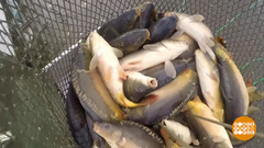 В мире. Карпы подорожали. Доброе утро. Фрагмент выпуска от 26.11.2018