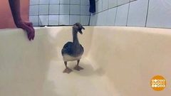 Ну, блогер, ты и гусь! Доброе утро. Фрагмент выпуска от 16.01.2019