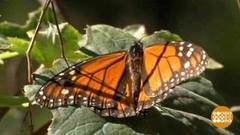 В мире. Больше королевских бабочек. Доброе утро. Фрагмент выпуска от 13.02.2019