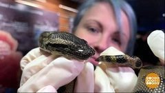 В мире. Сюрприз анаконды. Доброе утро. Фрагмент выпуска от 07.06.2019