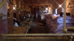 Хочу на ферму!