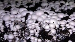 Грибное хозяйство. Контрольная закупка. Фрагмент выпуска от 11.02.2016