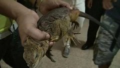 В мире. Контрабанда игуан. Доброе утро. Фрагмент выпуска от 21.09.2015