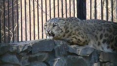 Снежные барсы. Доброе утро. Фрагмент выпуска от 19.05.2016