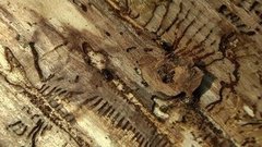 Здесь будет лес. Доброе утро. Фрагмент выпуска от 25.05.2016