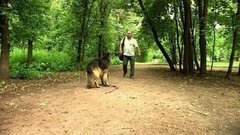 Не убегайте от собак. Доброе утро. Фрагмент выпуска от 22.06.2016