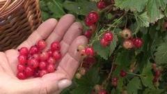 Смородина. Ешьте на здоровье! Доброе утро. Фрагмент выпуска от 19.07.2016