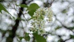 Два раза в год сады цветут! Доброе утро. Фрагмент выпуска от 24.08.2016