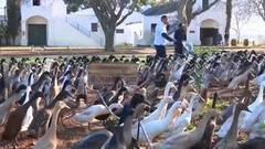 В мире. Чудо-утки. Доброе утро. Фрагмент выпуска от 06.09.2016