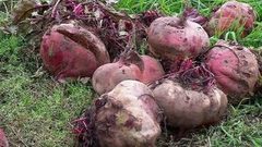 Свекольные радости. Доброе утро. Фрагмент выпуска от 27.10.2016