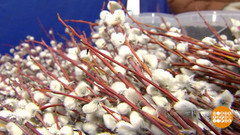 Пора за вербой! Доброе утро. Фрагмент выпуска от 21.03.2017