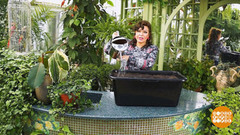 Лук-севок, будь готов! Доброе утро. Фрагмент выпуска от 26.05.2017