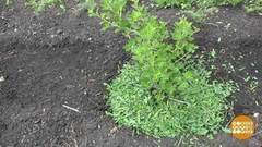 Все на прополку! Доброе утро. Фрагмент выпуска от 20.06.2017