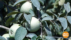 Яблочные ожоги и душ для страуса. Доброе утро. Фрагмент выпуска от 14.08.2017