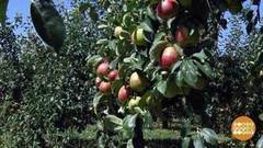 Яблочный Спас. Доброе утро. Фрагмент выпуска от 18.08.2017