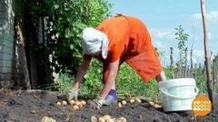 «Урожайные» воры. Доброе утро. Фрагмент выпуска от 25.08.2017