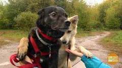 Хрюкать можно, лаять нельзя, мяукать — по расписанию! Доброе утро. Фрагмент выпуска от 11.10.2017