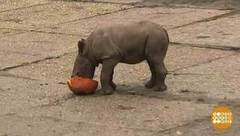 В мире. Редкие носороги. Доброе утро. Фрагмент выпуска от 07.11.2017