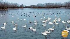 Алтай. Лебединое озеро. Доброе утро. Фрагмент выпуска от 23.11.2017