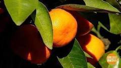 Путь мандарина. Доброе утро. Фрагмент выпуска от 25.12.2017