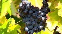 Это сладкое слово «Массандра». Доброе утро. Фрагмент выпуска от 15.10.2015