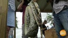 В мире. Нашествие питонов. Доброе утро. Фрагмент выпуска от 07.06.2018