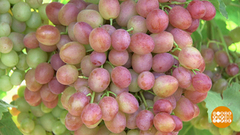 Винограда хватит на всех! Доброе утро. Фрагмент выпуска от 06.08.2018