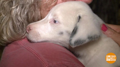 В мире. Спасение щенка. Доброе утро. Фрагмент выпуска от 10.08.2018