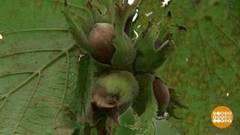 Орехи поспели! Доброе утро. Фрагмент выпуска от 23.08.2018