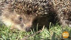 Ежиха Даша и другие. Доброе утро. Фрагмент выпуска от 02.10.2018