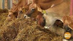 Путь сметаны: от коровы до баночки. Доброе утро. Фрагмент выпуска от 08.11.2018