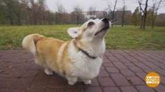 Всеядная Плюша: как отучить? Доброе утро. Фрагмент выпуска от 22.11.2018