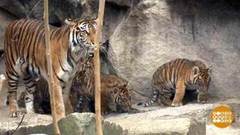 В мире. Суматранские тигрята. Доброе утро. Фрагмент выпуска от 06.12.2018